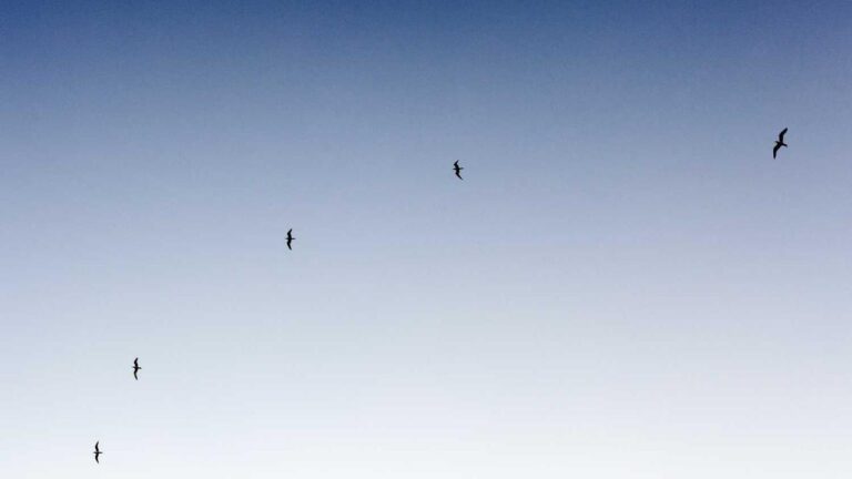 Who Is Eligible For 99Exch Pro Access?